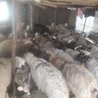 میش شیشک گوسفند بز و تی بز کشتاری|حیوانات مزرعه|خرم‌آباد, |دیوار