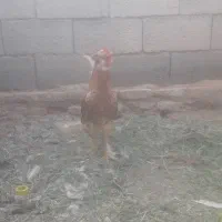 خروس