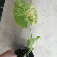 بابا آدم ابلق زرد کلکسیونی و آپارتمانی