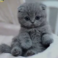 اسکاتیش های خاص و دوست داشتی ما|گربه|شیراز, غدیر جنوبی|دیوار