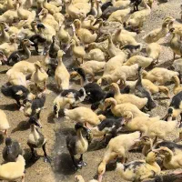 جوجه اردک ورامین واکسن خورده