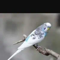 خرید فروش معاوضه انواع پرنده زینتی|پرنده|همدان, |دیوار