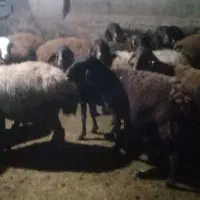 گوسفد|حیوانات مزرعه|پلدشت, |دیوار