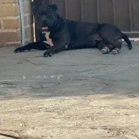 پیتبول بسیار اصیل|سگ|تهران, چهارصد دستگاه|دیوار