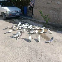 ی کله کفتر اراک
