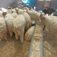 بره وگوسفندحمیدیه
