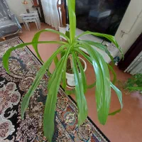 گل ذرتی|گل و گیاه طبیعی|شیراز, شهرک مطهری|دیوار