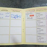 گربه اسکاتیش نر|گربه|اردبیل, |دیوار