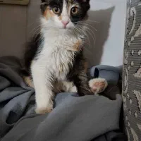 بچه گربه|گربه|رباط‌کریم, نصیرشهر|دیوار