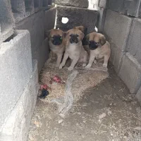 توله سگ خراسانی ماده