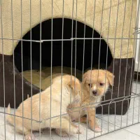 توله سگ آپارتمانی|سگ|اصفهان, هزارجریب|دیوار