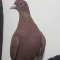 گلی دم سفید|پرنده|زرند, |دیوار