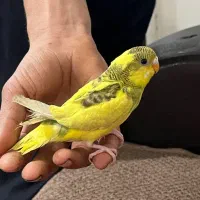 مرغ عشق دست آموز|پرنده|رشت, معلولین|دیوار