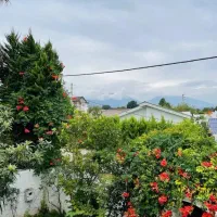 ۳خوابه مشجر ۲۵۰متری/سند تک برگ/مبله کامل/معاوضه