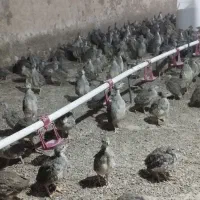 بلدرچین زینتی ۴۵ روزه