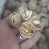 گردو پوست کاغذی بجنورد|خوردنی و آشامیدنی|ارطه, |دیوار