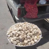 سیر درشت بدون خرابی دانه بزرگ
