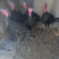 بوقلمون جوان .آماده تخم گزاری