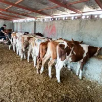 فروش ویژه گوساله سیمینتال جنس درجه یک|حیوانات مزرعه|تهران, هفده شهریور|دیوار