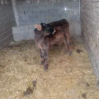 گوساله|حیوانات مزرعه|بجنورد, |دیوار