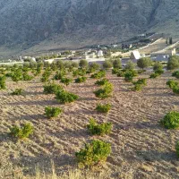 فروش باغ ۲۸۰۰ متری واقع در شیراز شهرستان زرقان|فروش زمین و ملک کلنگی|زرقان, |دیوار