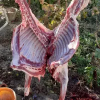 قصاب سیار قصابی گاو و گوسفند و بز در محل مشتری