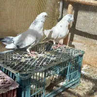 یک جفت کبوتر نروماده
