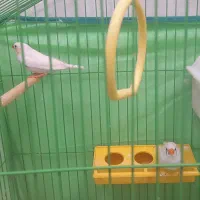 یک جفت فنچ سالم سرحال خوشگل|پرنده|قزوین, |دیوار