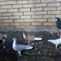 کبوتر رنگی دوری|پرنده|اهواز, زرگان|دیوار