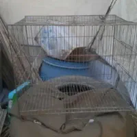 قفس