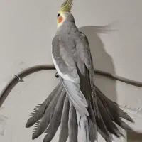 حراج عروس هلندی.قفس چندطبقه ولونه