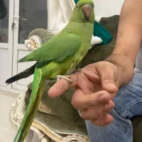 طوطی ملنگو|پرنده|اهواز, کوی نیرو|دیوار