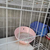 خرگوش|موش و خرگوش|دوگنبدان, |دیوار