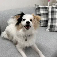 واگذاری|سگ|کاشان, فاز ۲ ناجی آباد|دیوار