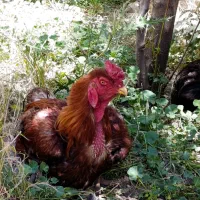 مرغ و خروس درج یک