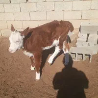 گاو شیری|حیوانات مزرعه|فراغی, |دیوار