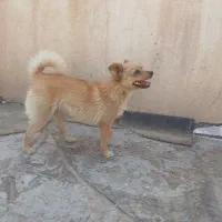 نیاز سگ نر پامر برای جفت گیری