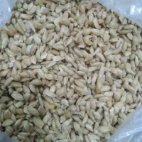 فروش تخم نارنج ولیمو