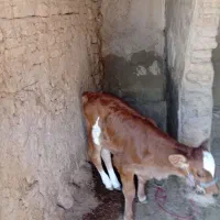 گاو وگوساله ماده سیمینتال|حیوانات مزرعه|کوهنانی, |دیوار
