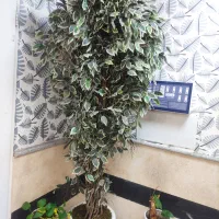 گل بنجامین مصنوعی