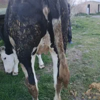 کاووکوساله