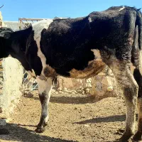 گوساله ماده هلشتاین