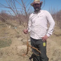 نهال بادام مامایی|خدمات باغبانی و درختکاری|شهرکرد, |دیوار