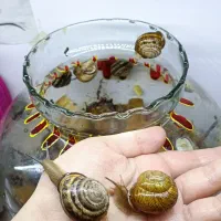 ۱۱ تا حلزون اگزوتیک