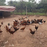 مرغ وخروس و نیمچه