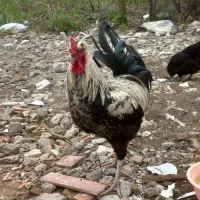 معاوضه باخروس سفید