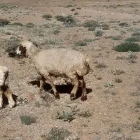 میش
