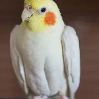 گمشده عروس هلندی