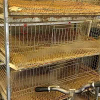 قفس بلدرچین ۵ طبقه