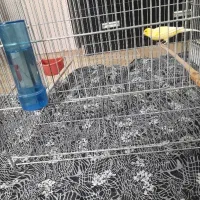 قناری نر و ماده